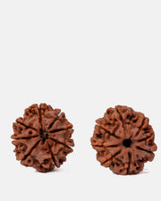 8 Mukhi Rudraksha from Nepal - Pathway to Spiritual Clarity | Brahmatells - BrahmatellsStore