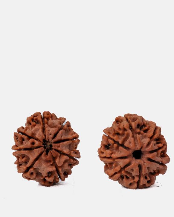 8 Mukhi Rudraksha from Nepal - Pathway to Spiritual Clarity | Brahmatells - BrahmatellsStore