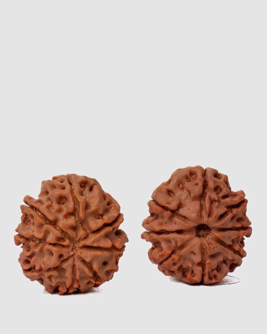 8 Mukhi Rudraksha from Nepal - Pathway to Spiritual Clarity | Brahmatells - BrahmatellsStore