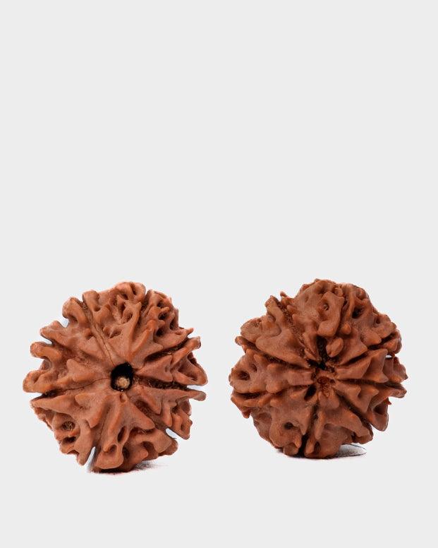 8 Mukhi Rudraksha from Nepal - Pathway to Spiritual Clarity | Brahmatells - BrahmatellsStore