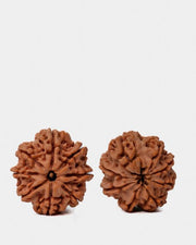 8 Mukhi Rudraksha from Nepal - Pathway to Spiritual Clarity | Brahmatells - BrahmatellsStore