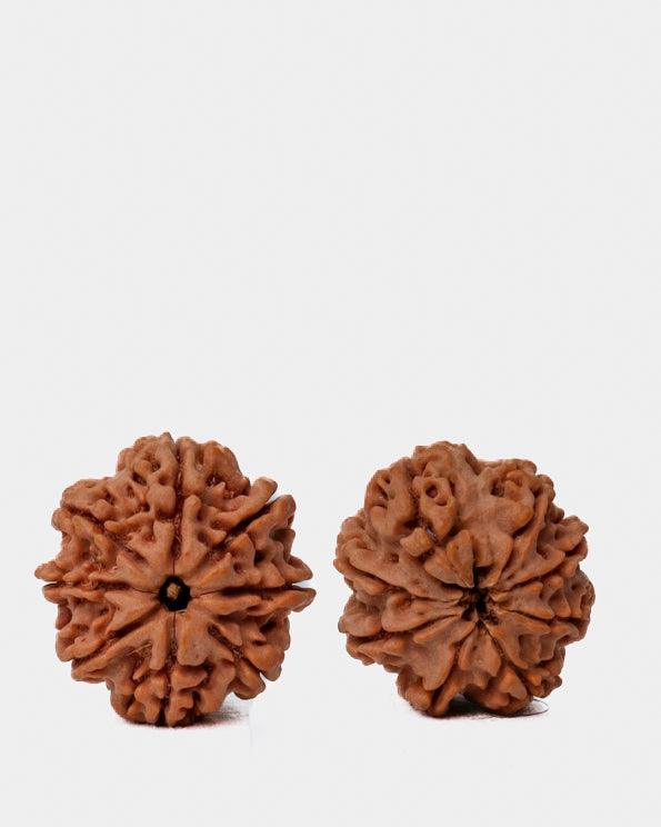 8 Mukhi Rudraksha from Nepal - Pathway to Spiritual Clarity | Brahmatells - BrahmatellsStore
