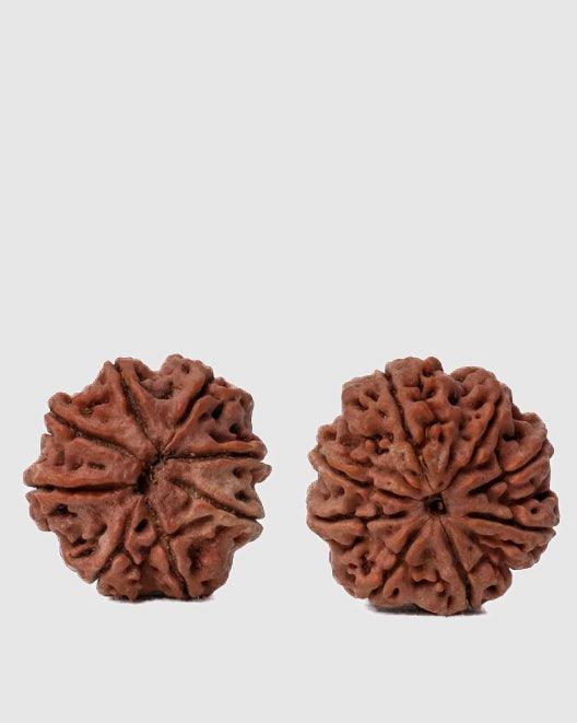 8 Mukhi Rudraksha from Nepal - Pathway to Spiritual Clarity | Brahmatells - BrahmatellsStore