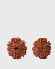 8 Mukhi Rudraksha from Nepal - Pathway to Spiritual Clarity | Brahmatells - BrahmatellsStore