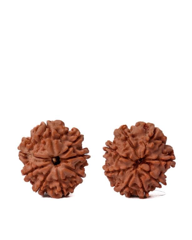 8 Mukhi Rudraksha from Nepal - Pathway to Spiritual Clarity | Brahmatells - BrahmatellsStore
