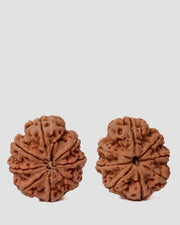 8 Mukhi Rudraksha from Nepal - Pathway to Spiritual Clarity | Brahmatells - BrahmatellsStore