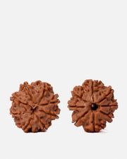 8 Mukhi Rudraksha from Nepal - Pathway to Spiritual Clarity | Brahmatells - BrahmatellsStore