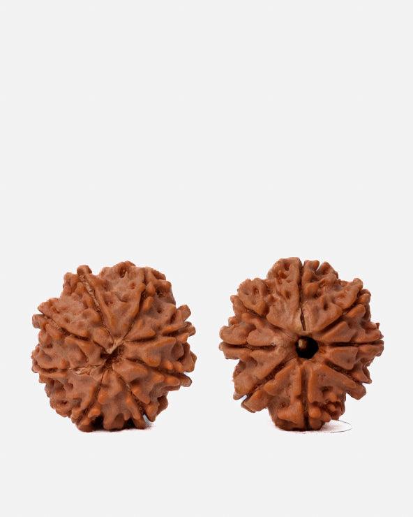 8 Mukhi Rudraksha from Nepal - Pathway to Spiritual Clarity | Brahmatells - BrahmatellsStore
