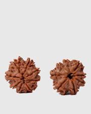 8 Mukhi Rudraksha from Nepal - Pathway to Spiritual Clarity | Brahmatells - BrahmatellsStore