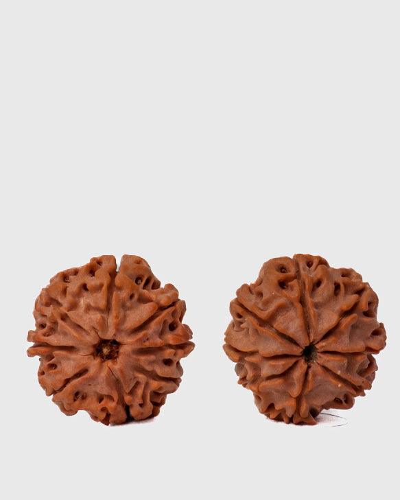 8 Mukhi Rudraksha from Nepal - Pathway to Spiritual Clarity | Brahmatells - BrahmatellsStore