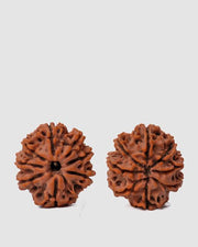 8 Mukhi Rudraksha from Nepal - Pathway to Spiritual Clarity | Brahmatells - BrahmatellsStore