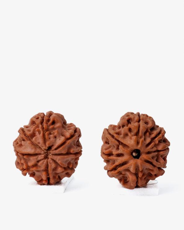 8 Mukhi Rudraksha from Nepal - Pathway to Spiritual Clarity | Brahmatells - BrahmatellsStore