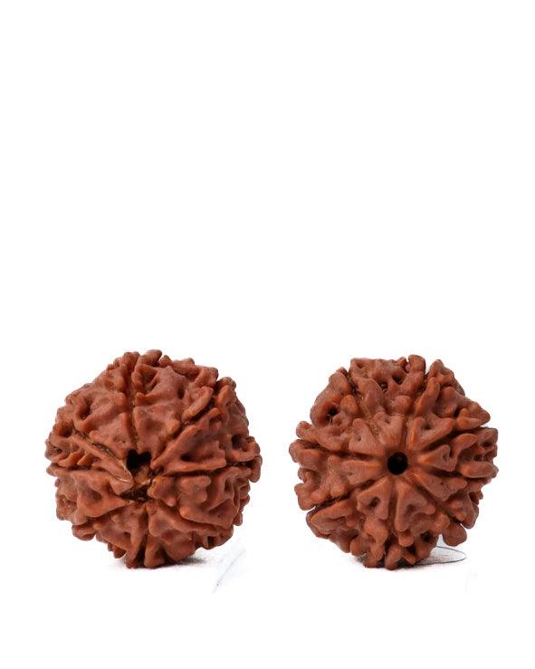 8 Mukhi Rudraksha from Nepal - Pathway to Spiritual Clarity | Brahmatells - BrahmatellsStore