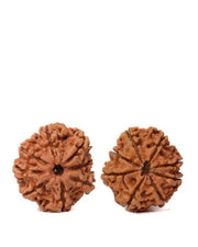 8 Mukhi Rudraksha from Nepal - Pathway to Spiritual Clarity | Brahmatells - BrahmatellsStore