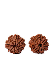 8 Mukhi Rudraksha from Nepal - Pathway to Spiritual Clarity | Brahmatells - BrahmatellsStore