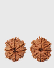 8 Mukhi Rudraksha from Nepal - Pathway to Spiritual Clarity | Brahmatells - BrahmatellsStore