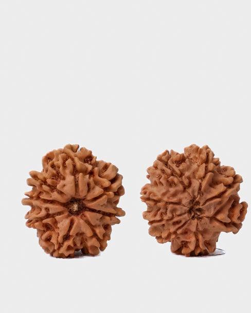 8 Mukhi Rudraksha from Nepal - Pathway to Spiritual Clarity | Brahmatells - BrahmatellsStore