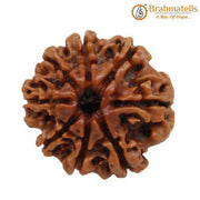 8 Mukhi Rudraksha Java - Harness Lord Ganesha's Wisdom | Brahmatells - BrahmatellsStore