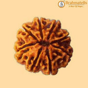 8 Mukhi Rudraksha Java - Harness Lord Ganesha's Wisdom | Brahmatells - BrahmatellsStore