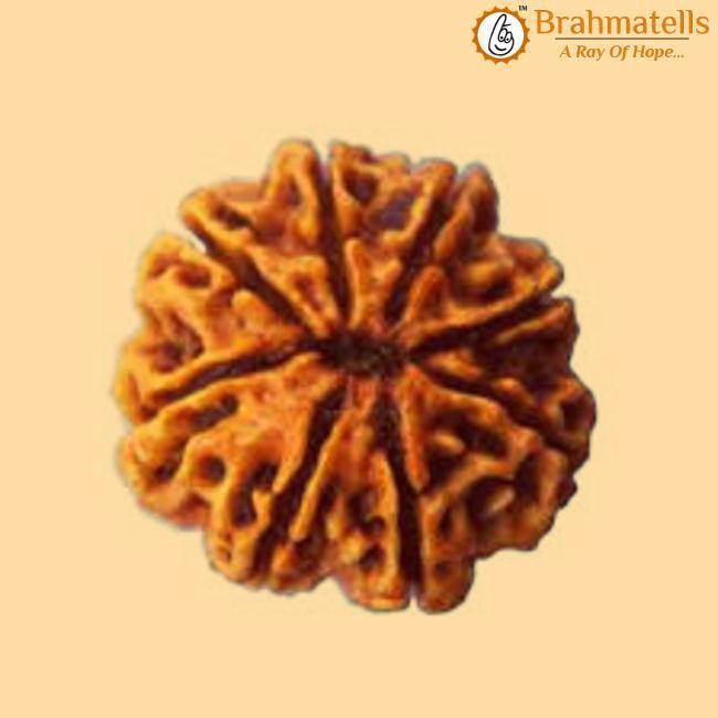 8 Mukhi Rudraksha Java - Harness Lord Ganesha's Wisdom | Brahmatells - BrahmatellsStore