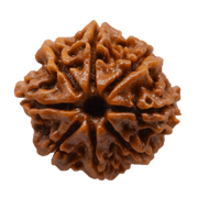 8 Mukhi Rudraksha Pendant - Lord Ganesha's Blessings for Success | Brahmatells - BrahmatellsStore