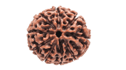 9 Mukhi Round Rudraksha - Embrace Goddess Durga's Power | Brahmatells - BrahmatellsStore