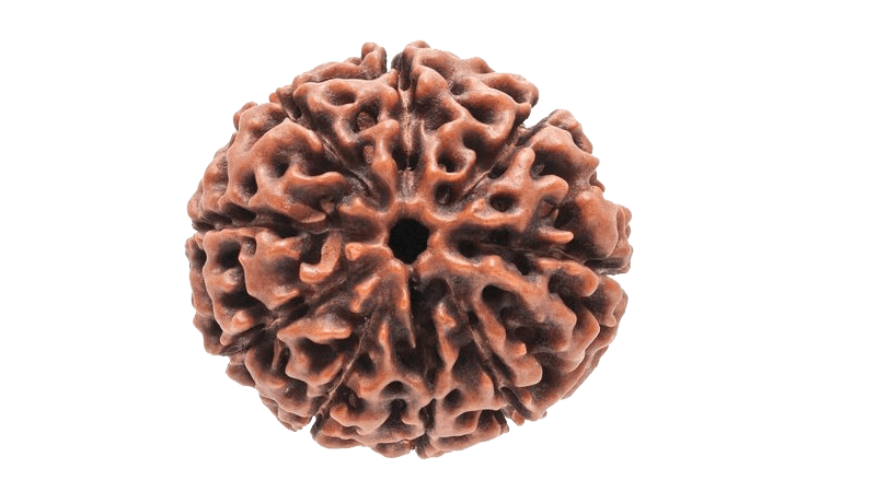 9 Mukhi Round Rudraksha - Embrace Goddess Durga's Power | Brahmatells - BrahmatellsStore