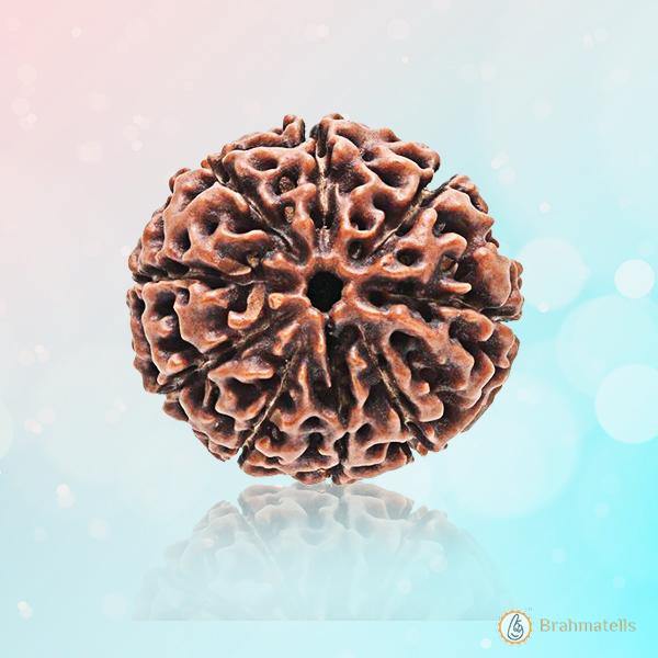 9 Mukhi Round Rudraksha - Embrace Goddess Durga's Power | Brahmatells - BrahmatellsStore