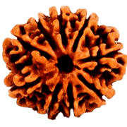 9 Mukhi Rudraksha - Divine Power of Goddess Durga | Brahmatells - BrahmatellsStore