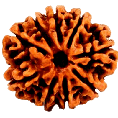 9 Mukhi Rudraksha - Divine Power of Goddess Durga | Brahmatells - BrahmatellsStore