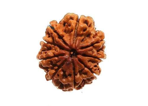 9 Mukhi Rudraksha - Divine Power of Goddess Durga | Brahmatells - BrahmatellsStore