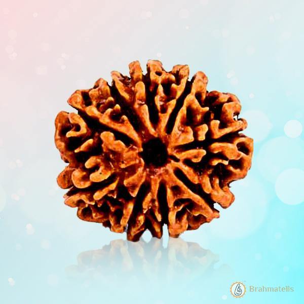 9 Mukhi Rudraksha - Divine Power of Goddess Durga | Brahmatells - BrahmatellsStore