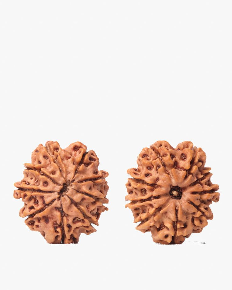 9 Mukhi Rudraksha from Nepal - Unleash Your Inner Warrior | Brahmatells - BrahmatellsStore