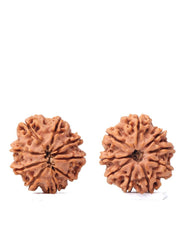 9 Mukhi Rudraksha from Nepal - Unleash Your Inner Warrior | Brahmatells - BrahmatellsStore