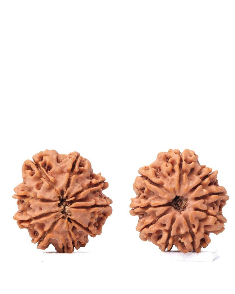 9 Mukhi Rudraksha from Nepal - Unleash Your Inner Warrior | Brahmatells - BrahmatellsStore