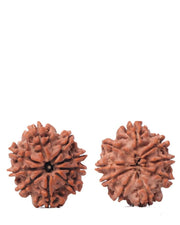 9 Mukhi Rudraksha from Nepal - Unleash Your Inner Warrior | Brahmatells - BrahmatellsStore