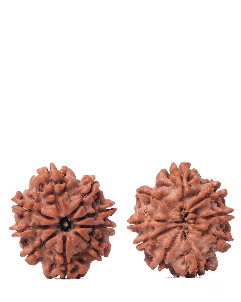 9 Mukhi Rudraksha from Nepal - Unleash Your Inner Warrior | Brahmatells - BrahmatellsStore