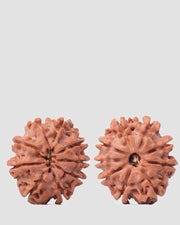 9 Mukhi Rudraksha from Nepal - Unleash Your Inner Warrior | Brahmatells - BrahmatellsStore