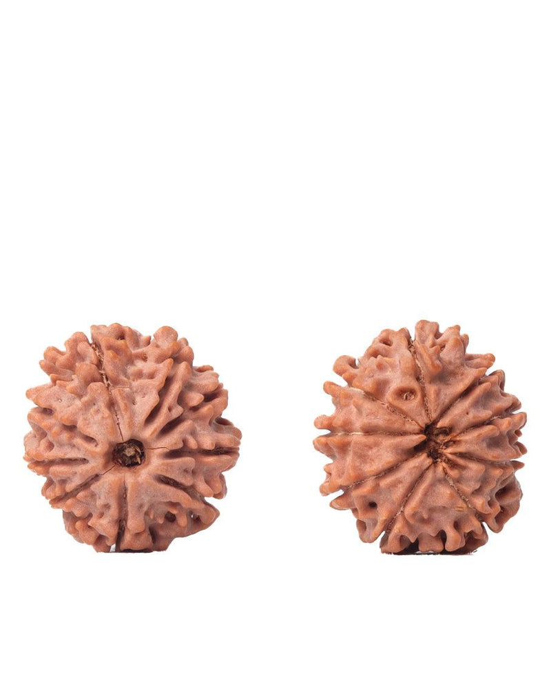 9 Mukhi Rudraksha from Nepal - Unleash Your Inner Warrior | Brahmatells - BrahmatellsStore