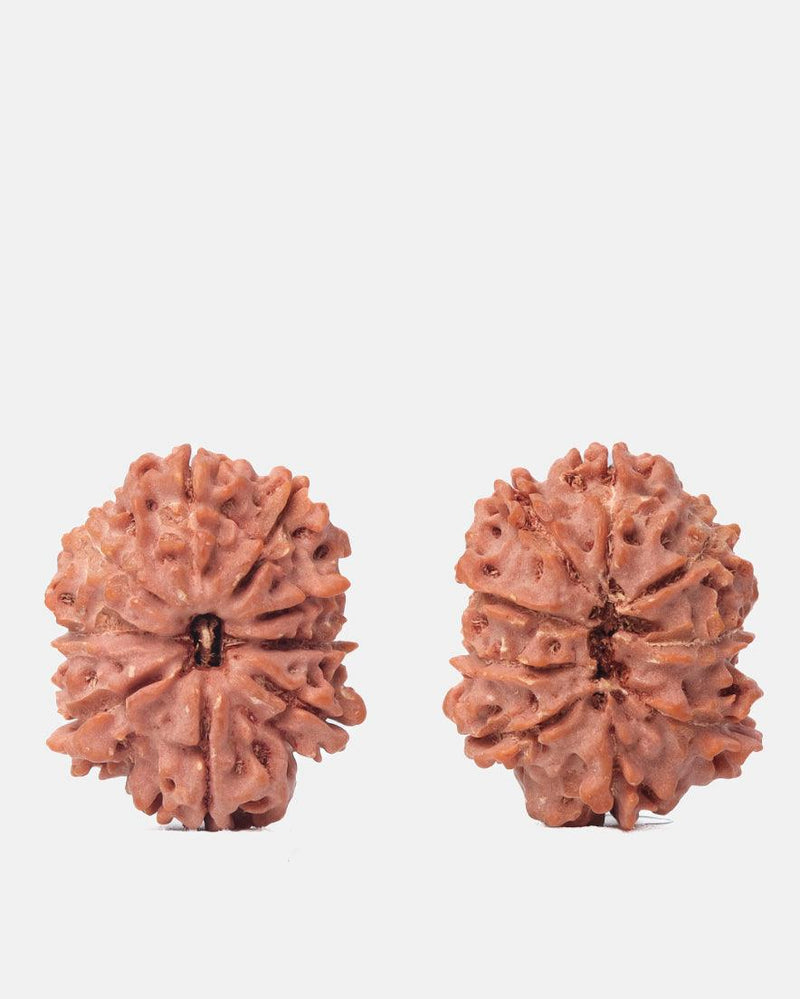 9 Mukhi Rudraksha from Nepal - Unleash Your Inner Warrior | Brahmatells - BrahmatellsStore