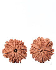 9 Mukhi Rudraksha from Nepal - Unleash Your Inner Warrior | Brahmatells - BrahmatellsStore
