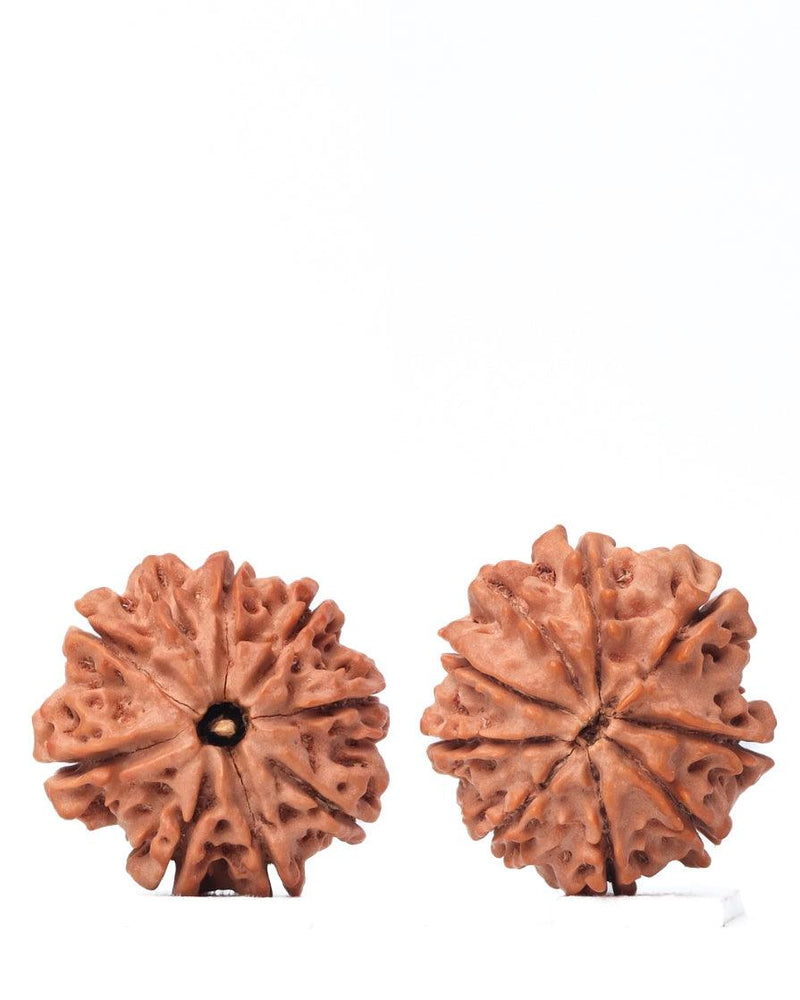 9 Mukhi Rudraksha from Nepal - Unleash Your Inner Warrior | Brahmatells - BrahmatellsStore