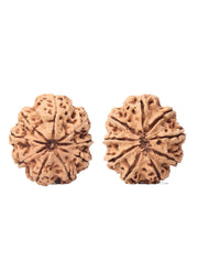 9 Mukhi Rudraksha from Nepal - Unleash Your Inner Warrior | Brahmatells - BrahmatellsStore