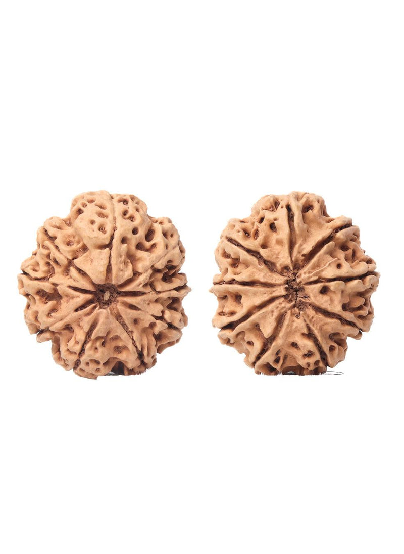 9 Mukhi Rudraksha from Nepal - Unleash Your Inner Warrior | Brahmatells - BrahmatellsStore