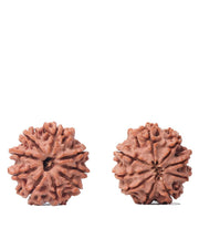 9 Mukhi Rudraksha from Nepal - Unleash Your Inner Warrior | Brahmatells - BrahmatellsStore