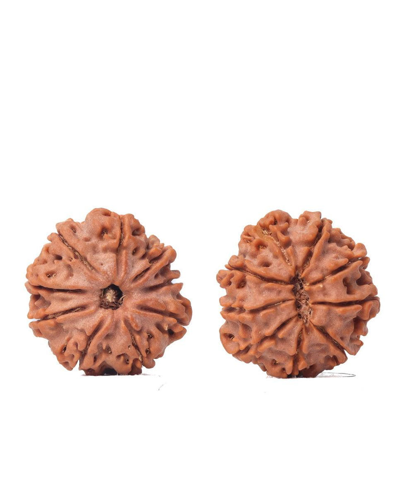 9 Mukhi Rudraksha from Nepal - Unleash Your Inner Warrior | Brahmatells - BrahmatellsStore