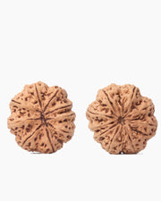 9 Mukhi Rudraksha from Nepal - Unleash Your Inner Warrior | Brahmatells - BrahmatellsStore
