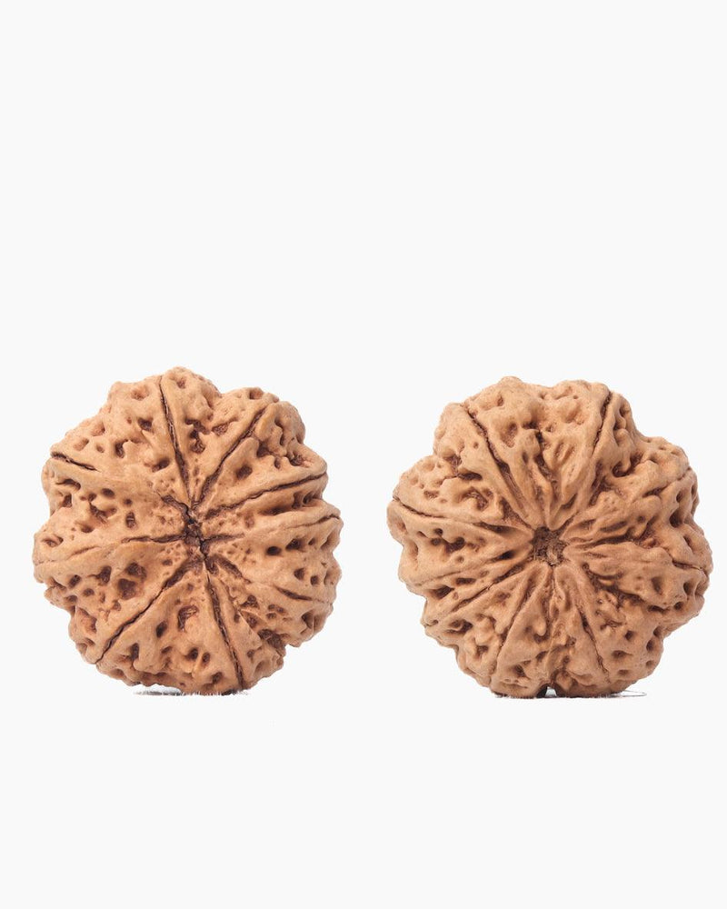 9 Mukhi Rudraksha from Nepal - Unleash Your Inner Warrior | Brahmatells - BrahmatellsStore