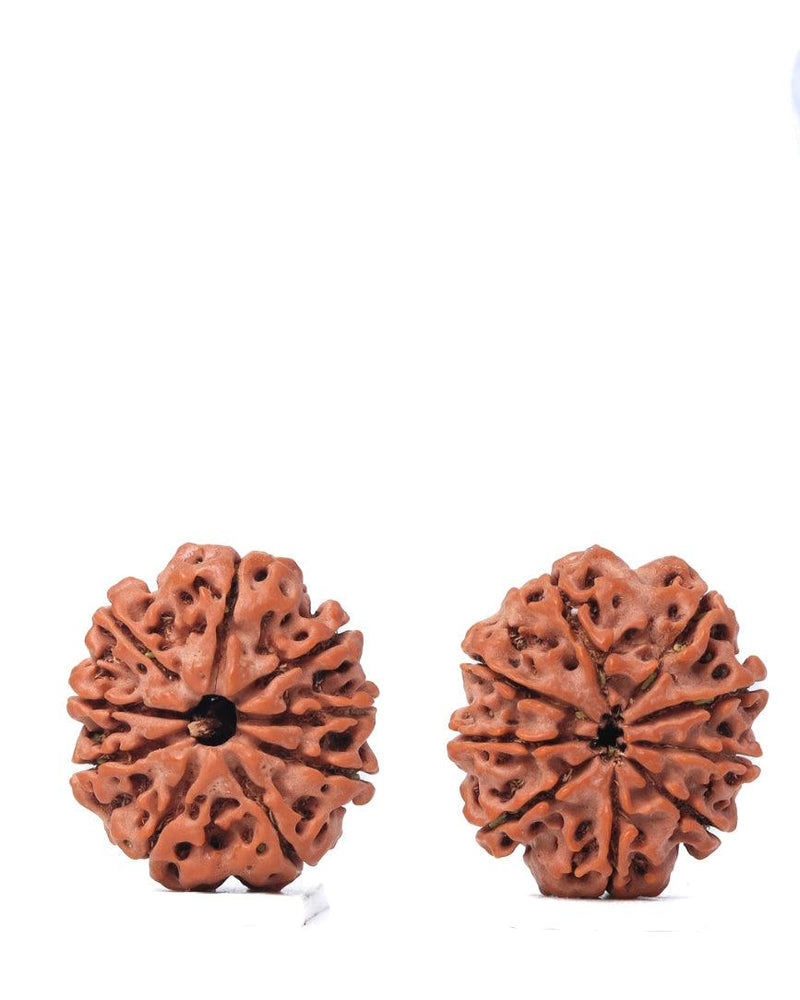 9 Mukhi Rudraksha from Nepal - Unleash Your Inner Warrior | Brahmatells - BrahmatellsStore
