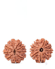 9 Mukhi Rudraksha from Nepal - Unleash Your Inner Warrior | Brahmatells - BrahmatellsStore